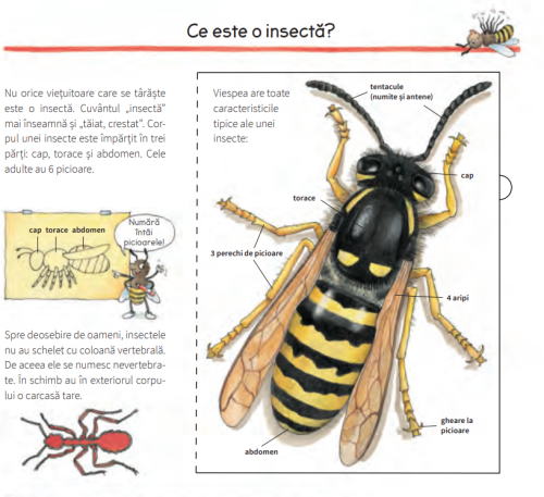 Lumea insectelor - Angela Weinhold