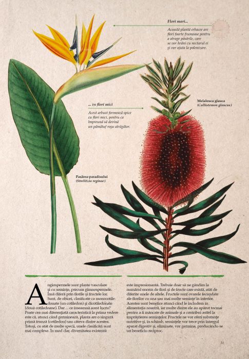 Botanica ilustrata - Maria Carmen Soria