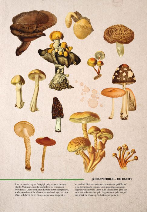 Botanica ilustrata - Maria Carmen Soria