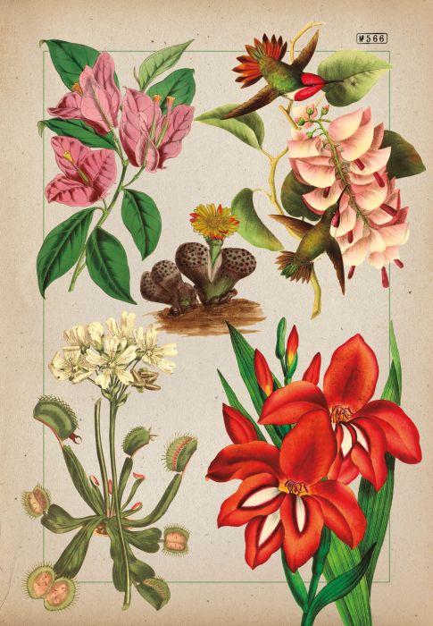 Botanica ilustrata - Maria Carmen Soria