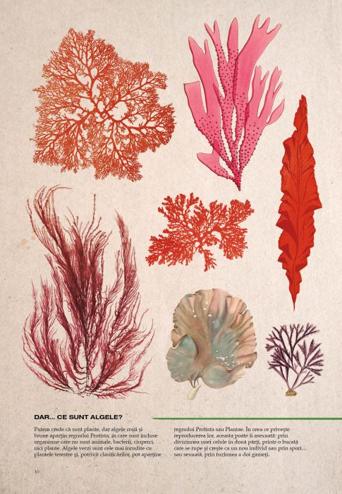 Botanica ilustrata - Maria Carmen Soria