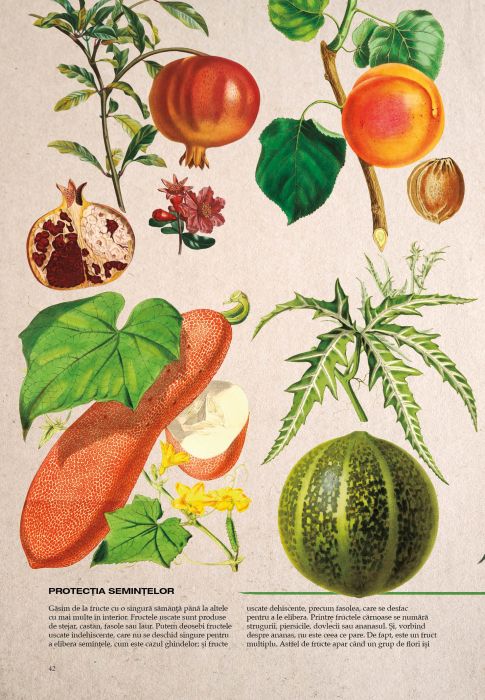 Botanica ilustrata - Maria Carmen Soria