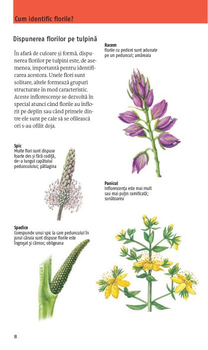 Ce floare este aceasta? - Margot Spohn, Roland Spohn